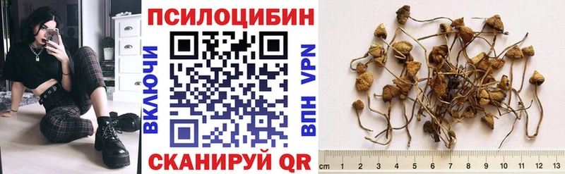 Галлюциногенные грибы Psilocybine cubensis  Купить где  Новохопёрск 